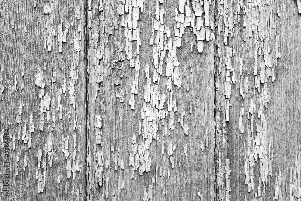 Old grungy wooden wall with white peeling paint Old grungy wooden wall with white peeling paint