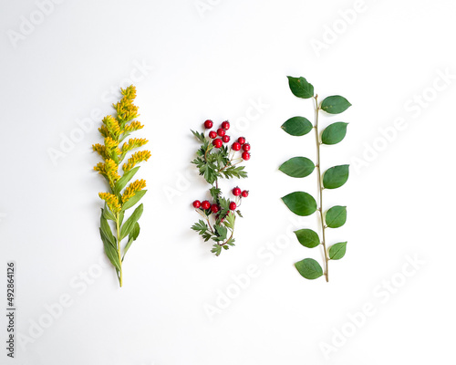 Branch of green leaves, wild red berries, and yellow wildflowers isolated on a white background. Flat lay, top view.
