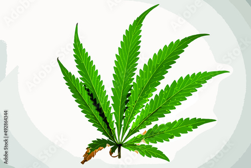 Green leaf of marijuana flower logo