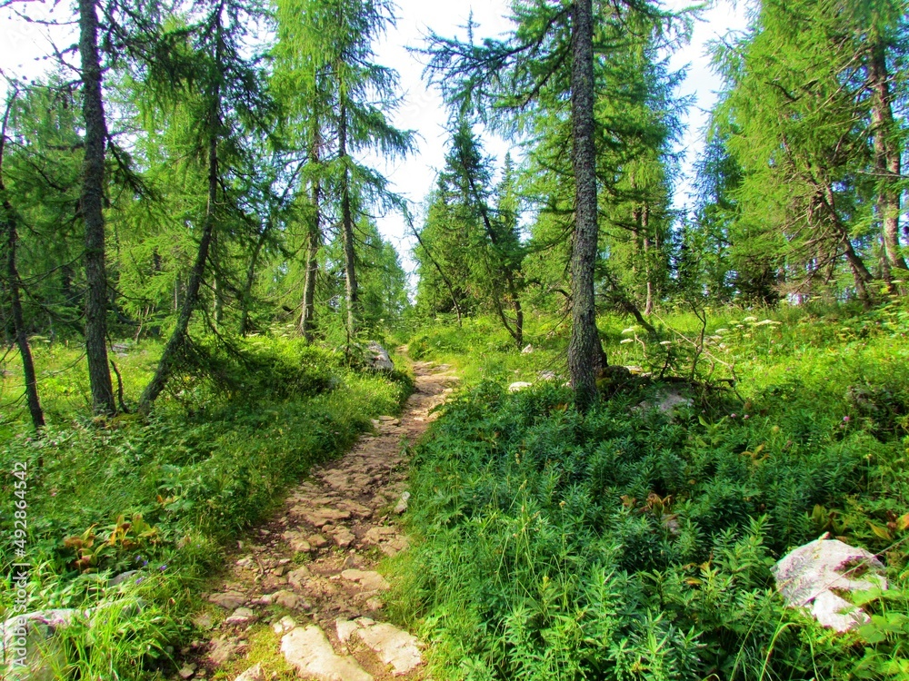 Obraz premium Path leading through a larch forest in Triglav national park and Julian alps, Slovenia with lush vegetation covering the ground in summer