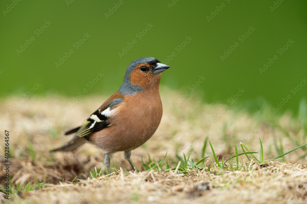 Fototapeta premium Common chaffinch looking for food in a meadow