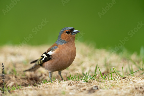Common chaffinch looking for food in a meadow