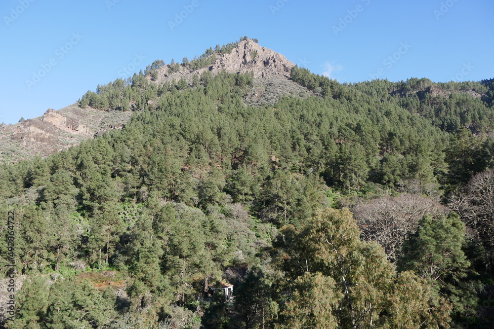 Berglandschaft mit Kiefern auf Gran Canaria