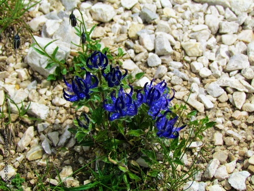 Close up of blue blossoms of Phyteuma globulariifolium flowers photo