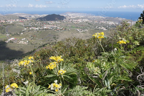 Gänsedistel, Sonchus, canariensis bzw. Riesenlöwenzahn mit Aussicht auf Gran Canaria  photo