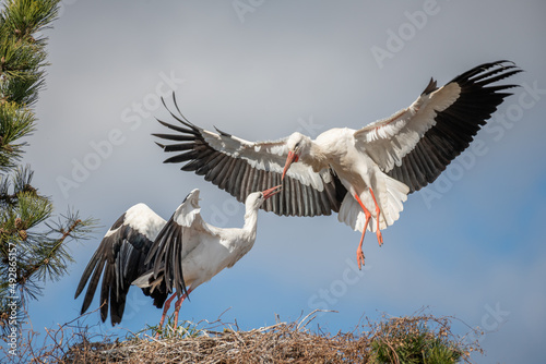 Couple of white stork (ciconia ciconia) in courtship display.