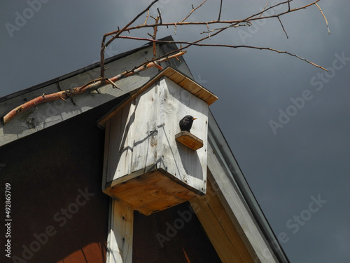 A birdhouse hangs on the roof, from which a starling looks out on a spring day