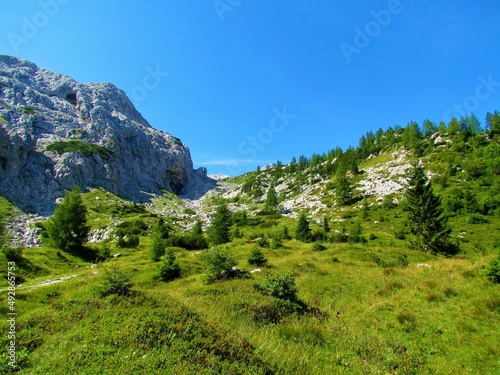 High alpine bright sunny meadow sparsely covered by spruce trees in Triglav national park and Julian alps, Slovenia