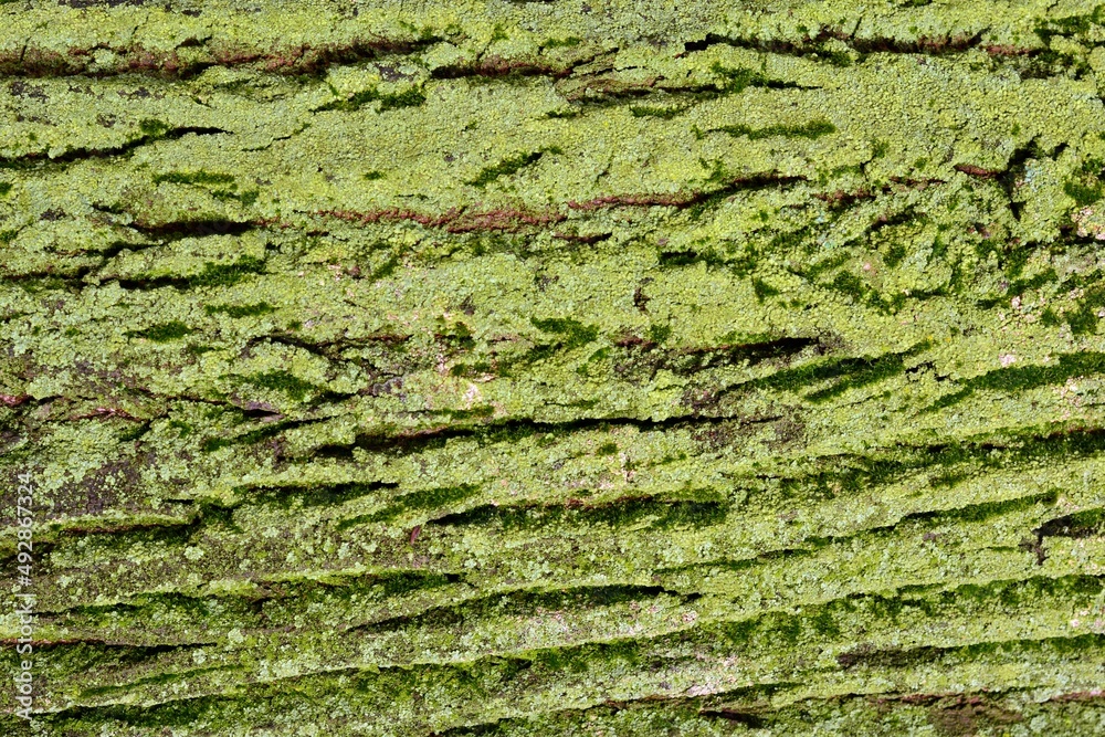 Detalle del tronco de un árbol con musgo y liquen verde intenso, textura natural Detalle del tronco de un árbol con musgo y liquen verde intenso, textura natural