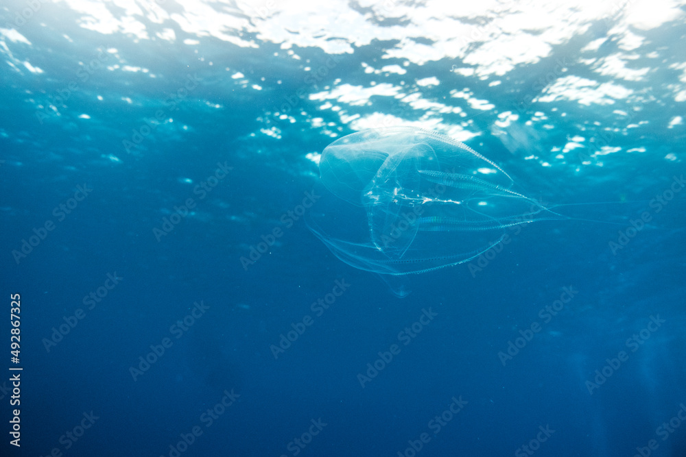 jellyfish swimming ocean surface as background