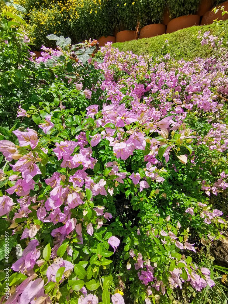 flowers in the garden