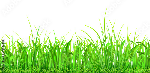 Green grass and spikelets with seamless horizontal repetition on white background © Olga Moonlight