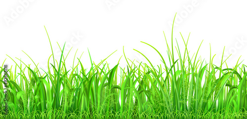 Green grass and spikelets with seamless horizontal repetition on white background