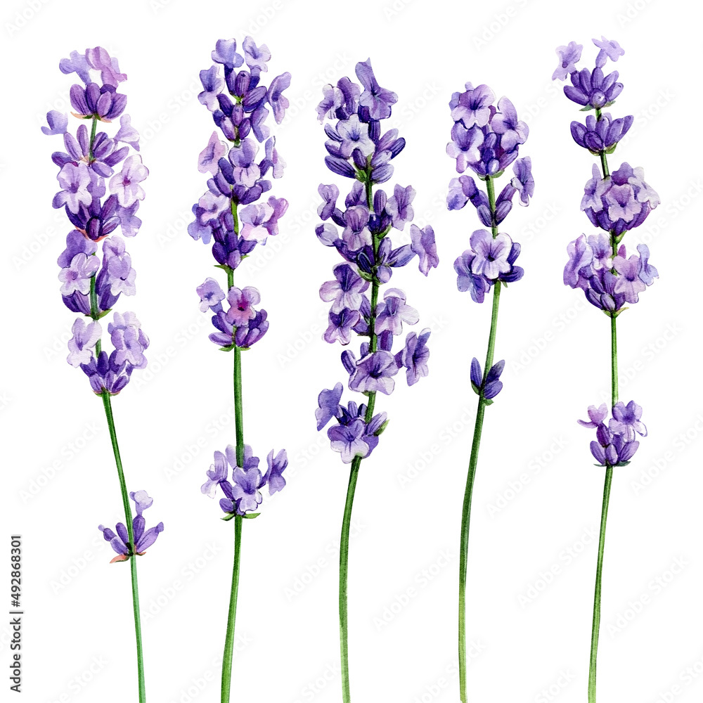 Obraz premium Lavender, watercolor illustration, isolated white background. Set violet flowers