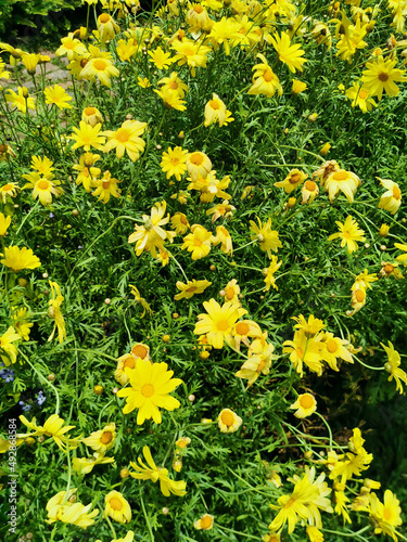 yellow flowers background