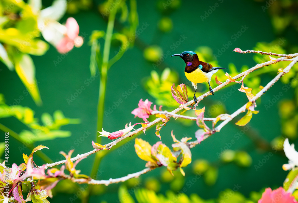 Hummingbird on the brunch close up and Wildlife scene from tropical nature Hummingbird on the brunch close up and Wildlife scene from tropical nature