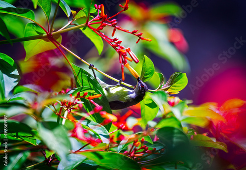 Very colorful agile hummingbird, Golden-bellied Starfrontlet, Coeligena Bonaparte, female feeding on orange flowers against an abstract green background. photo