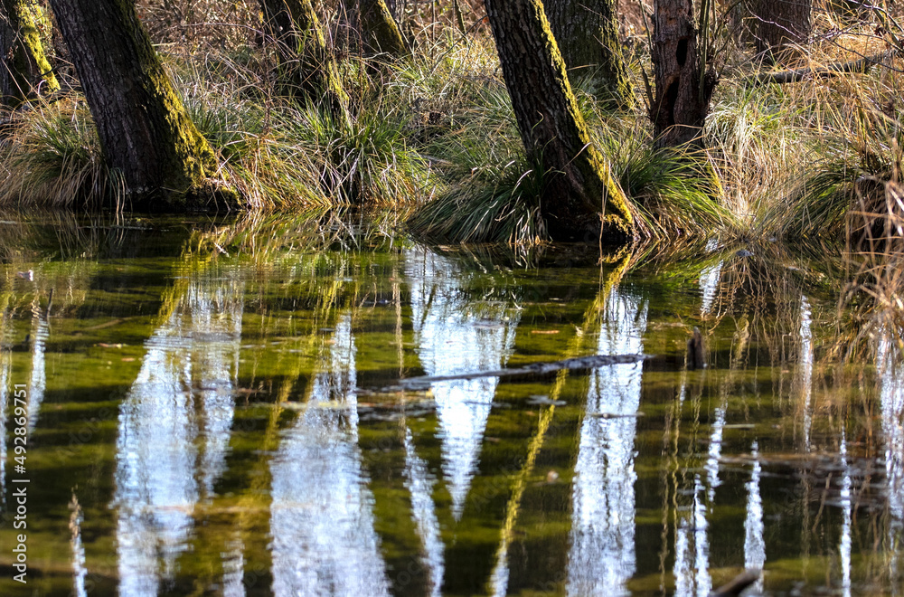 Magical bog forest with densely standing alders as reflected in the water, Tata Hungary