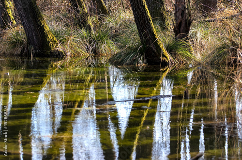 Magical bog forest with densely standing alders as reflected in the water, Tata Hungary