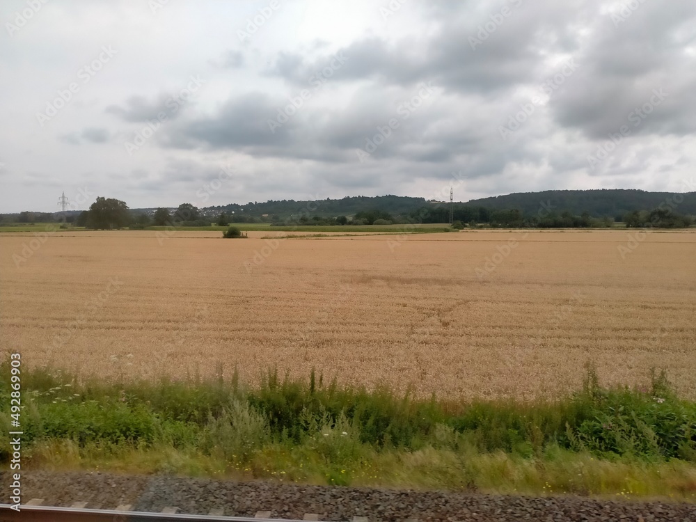 rye field in the country of Fulda, Germany