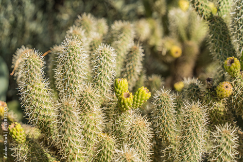 Closeup of Cactus Flower Fruit