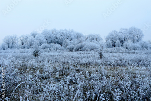 Morning forest covered with frost