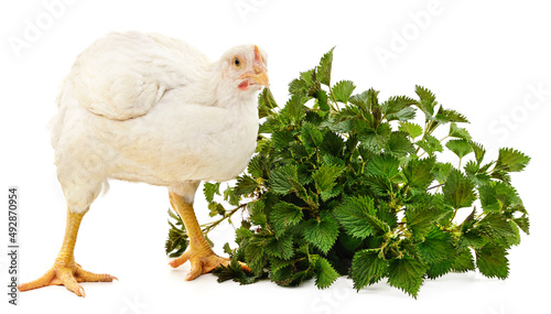 Wallpaper Mural White chicken and green nettle. Torontodigital.ca