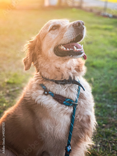 golden retriever dog