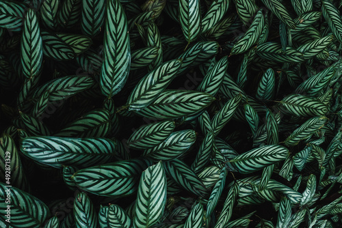 Maranta - folhagens verdes com textura