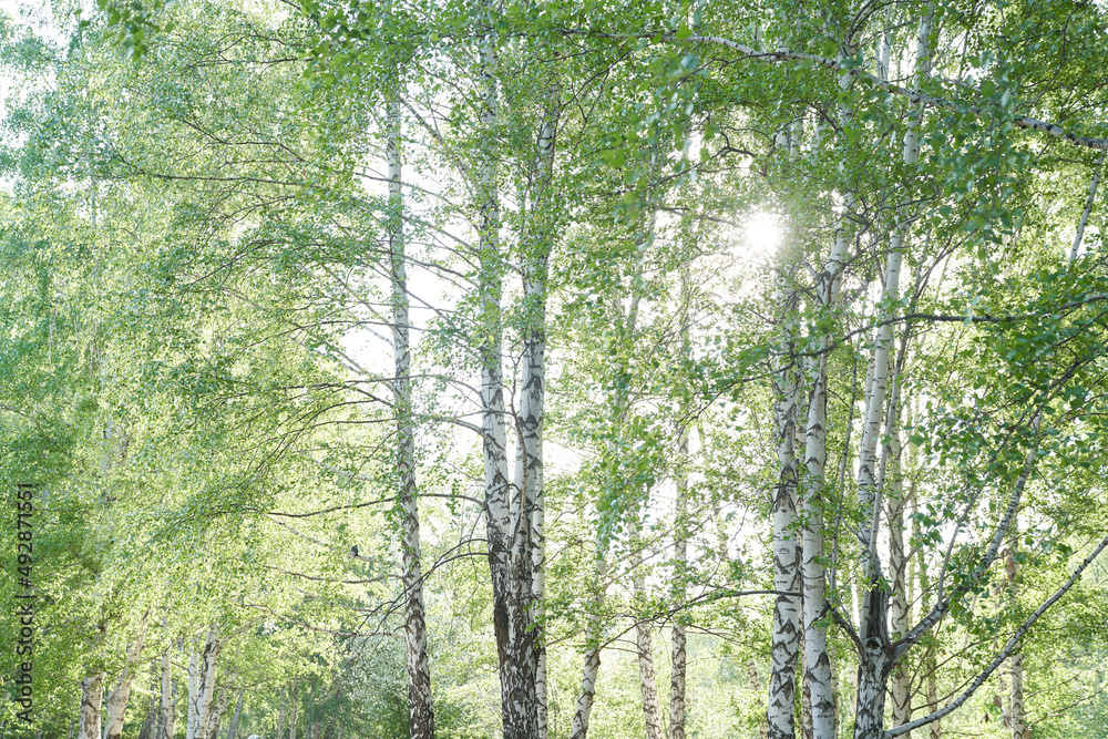 Naklejka premium Forest background in summer, view through the birches to the sky. The concept of allergy to birch pollen. High quality photo