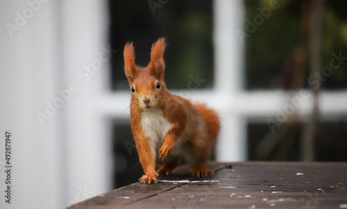 Red squirrel sitting on a table