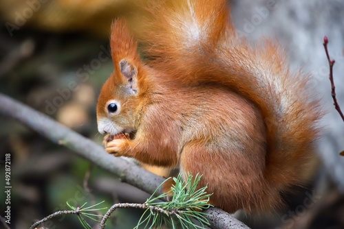 red squirrel eating a hazelnut © Lydia