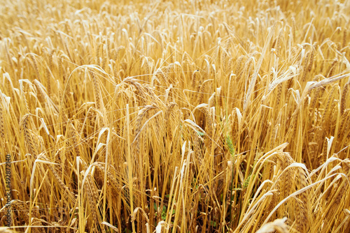 Ukrainian field of rye in summer 