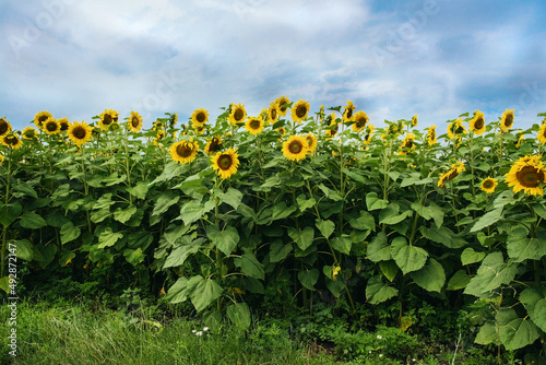 sunflowers field in blossom in summer