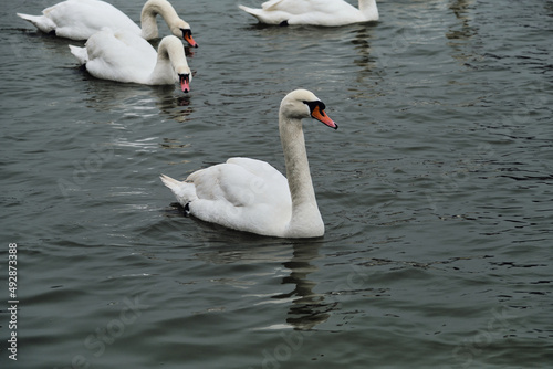 white swans in the city