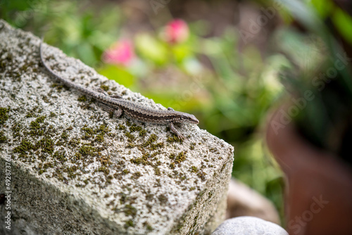 Wallpaper Mural lizard on the rock Torontodigital.ca