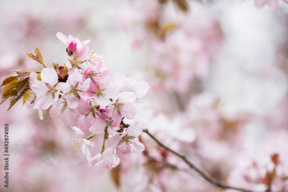 Fototapeta premium Banner. Cherry blossoms. Spring, nature wallpaper. Sakura in the Japanese garden. Blooming rosebuds on the branches of a tree. Macro photography.