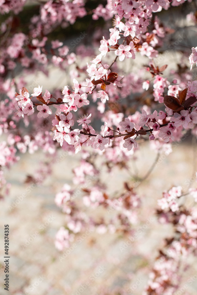 The twigs of the almond tree blooming with white and pink flowers are depicted in close-up. A vertical image. Beautiful spring landscape. The twigs of the almond tree blooming with white and pink flowers are depicted in close-up. A vertical image. Beautiful spring landscape.