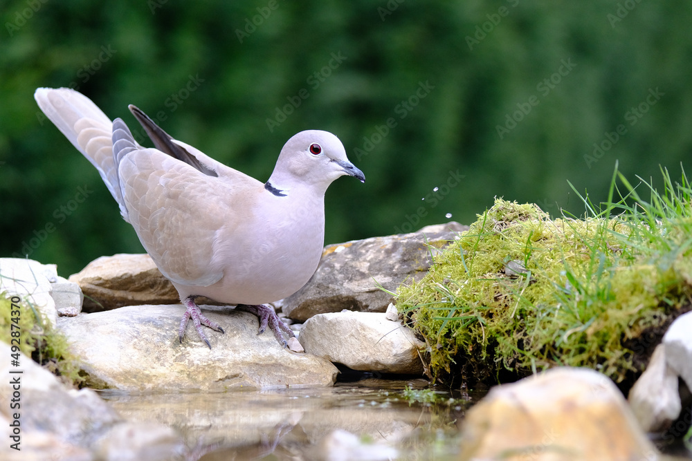 Fototapeta premium Turtledove, Collared-Dove , Streptopelia decaocto he drinks from the pond. Italy. Europe.