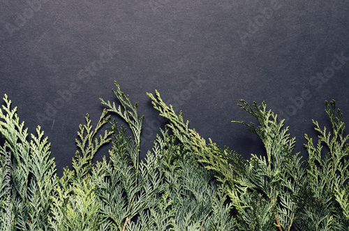 Toned hipster flatly black background with green spruce branches. Evergreen ashy pine tree sticks background. Creative minimalistic composition