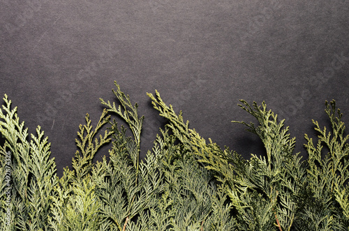 Toned hipster flatly black background with green spruce branches. Evergreen ashy pine tree sticks background. Creative minimalistic composition