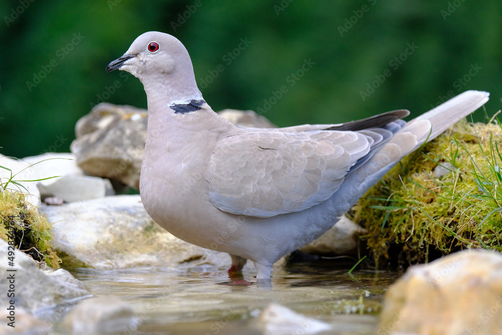 Turtledove, Collared-Dove , Streptopelia decaocto he drinks from the pond. Italy. Europe.
Turtledove, Collared-Dove , Streptopelia decaocto he drinks from the pond. Italy. Europe.