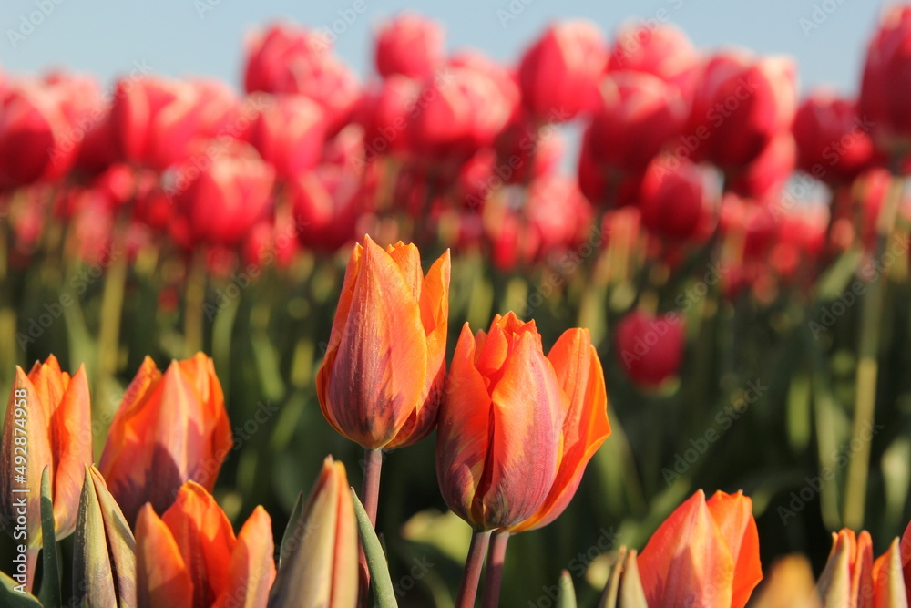 two orange 'flame' tulips with red tulips in the background in a bulb field in the dutch countryside in springtime
