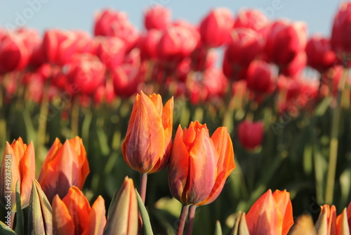 two orange  flame  tulips with red tulips in the background in a bulb field in the dutch countryside in springtime