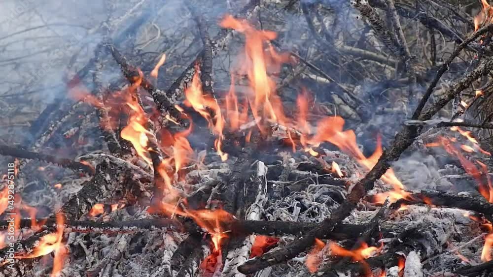 Forest fire. Close-up of burning bushes and grass in case of fire.