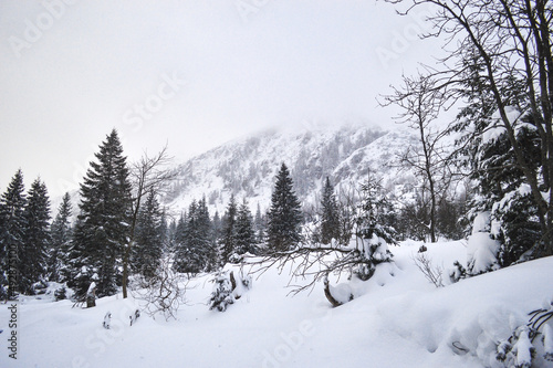 Winter forest and mountains in the fog