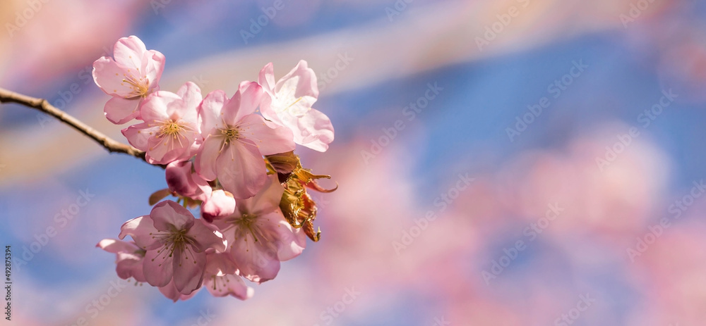 Banner. Cherry blossoms. Spring, nature wallpaper. Sakura in the Japanese garden. Blooming rosebuds on the branches of a tree. Macro photography. Banner. Cherry blossoms. Spring, nature wallpaper. Sakura in the Japanese garden. Blooming rosebuds on the branches of a tree. Macro photography.
