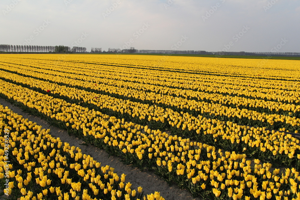 Field Of Yellow Tulips