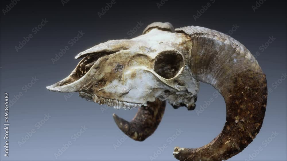 large old ram skull rotate large old ram skull rotate