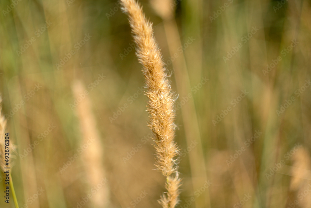 Background of sedge grass on sunny day, selective focus. Dune grass waving in the wind during sun day. Beach grass as backdrop for branding, calendar, multicolor card, banner, cover, website Background of sedge grass on sunny day, selective focus. Dune grass waving in the wind during sun day. Beach grass as backdrop for branding, calendar, multicolor card, banner, cover, website